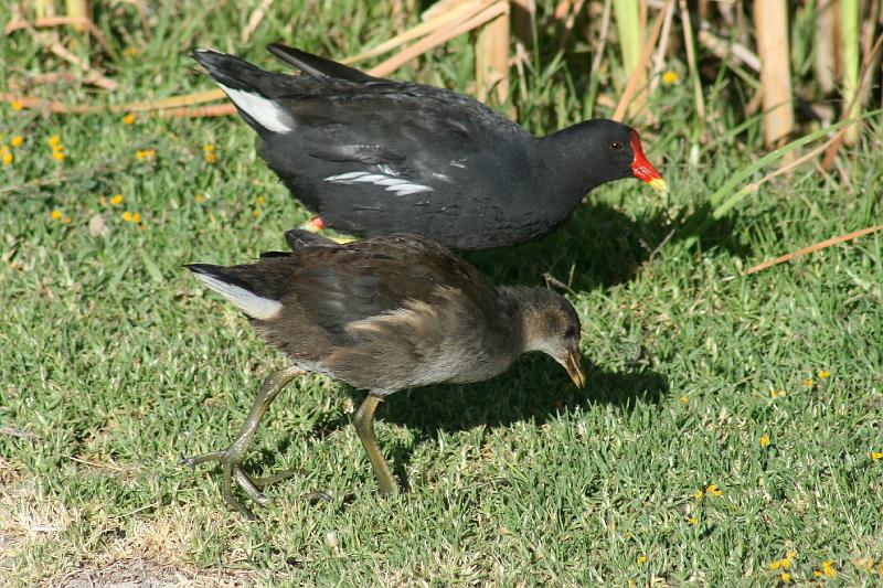 ma frieda 208.JPG - Onvolwasse Grootwaterhoender saam met volwasse een